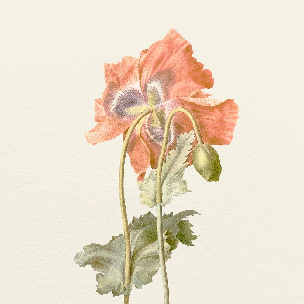 Vintage poppy flower vector illustration, remixed from public domain artworks