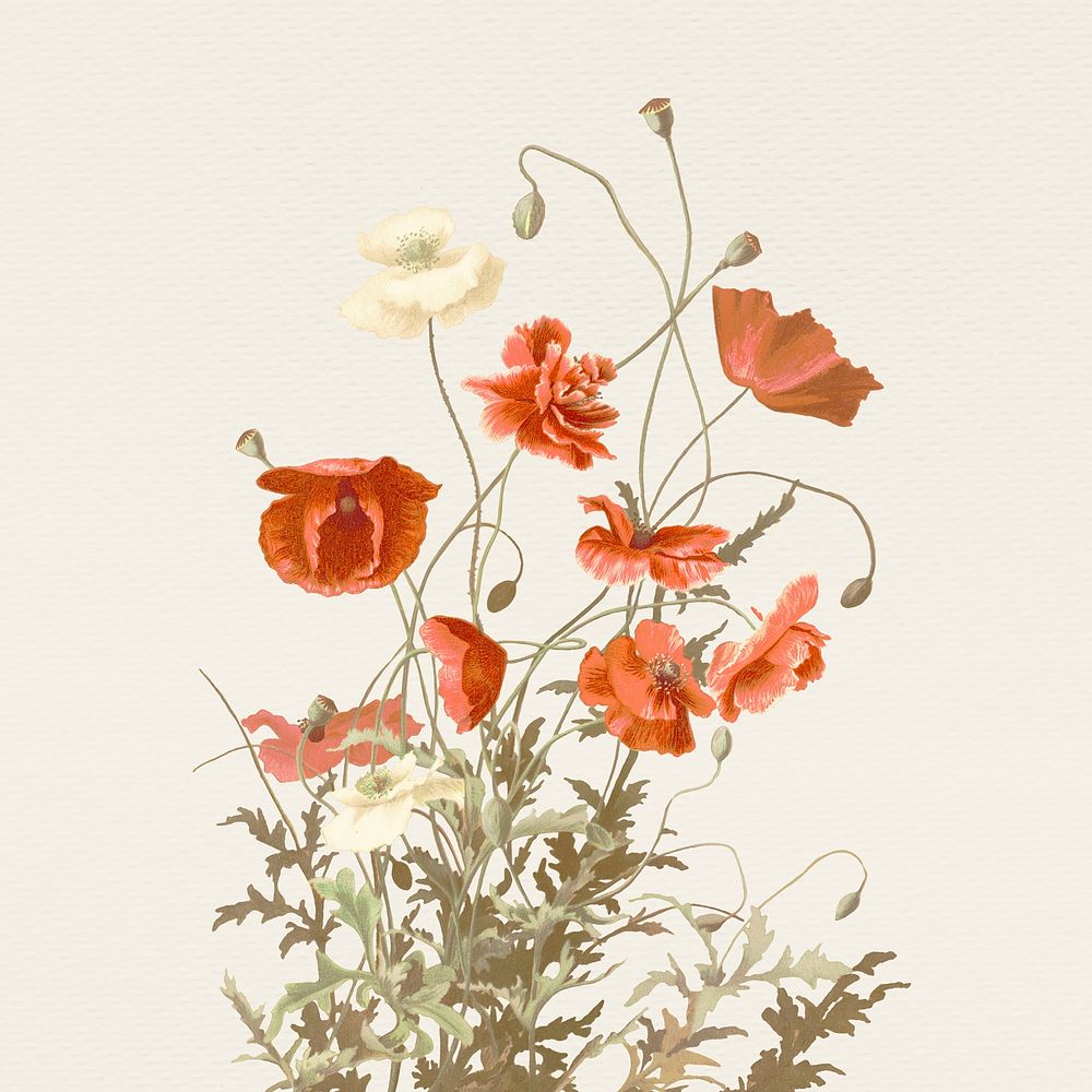 Spring poppy flower hand drawn illustration, remixed from public domain artworks