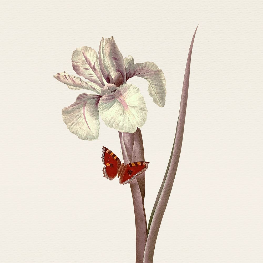 Vintage white iris flower hand drawn illustration, remixed from public domain artworks