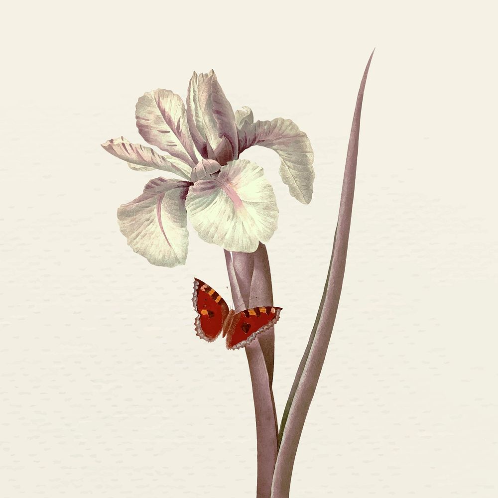 Vintage spanish iris flower vector illustration, remixed from public domain artworks
