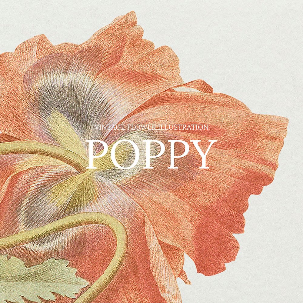 Poppy hand drawn flower illustration, remixed from public domain artworks