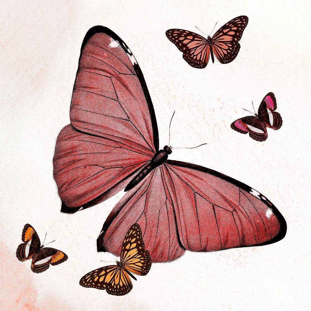 Aesthetic red butterfly illustrations, remixed from vintage public domain images