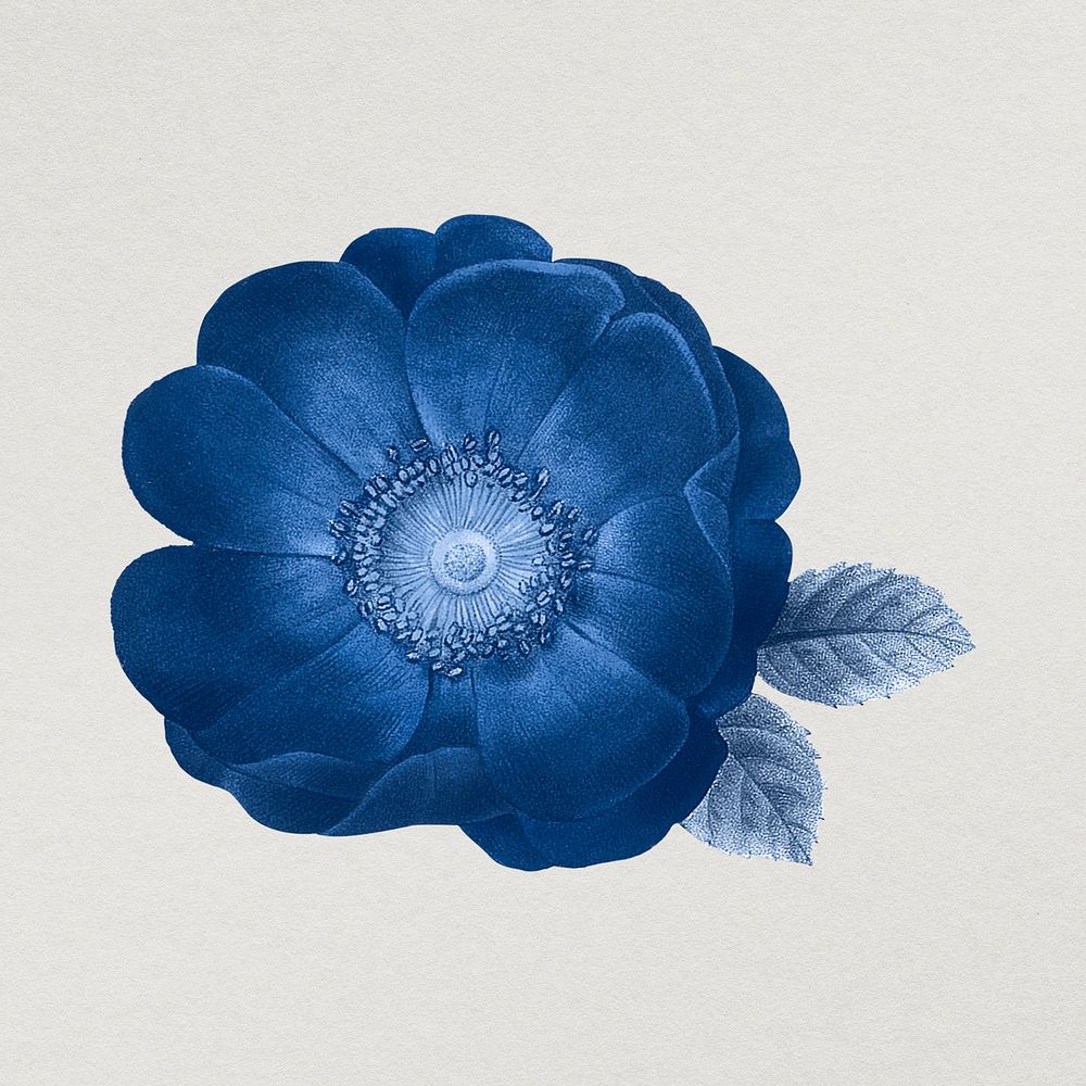 Aesthetic blue flower illustration, remixed from vintage public domain images