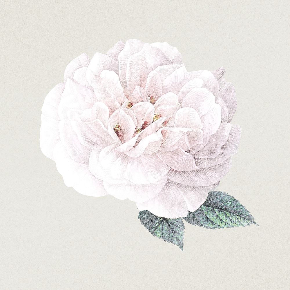 Aesthetic rose flower illustration, remixed from vintage public domain images