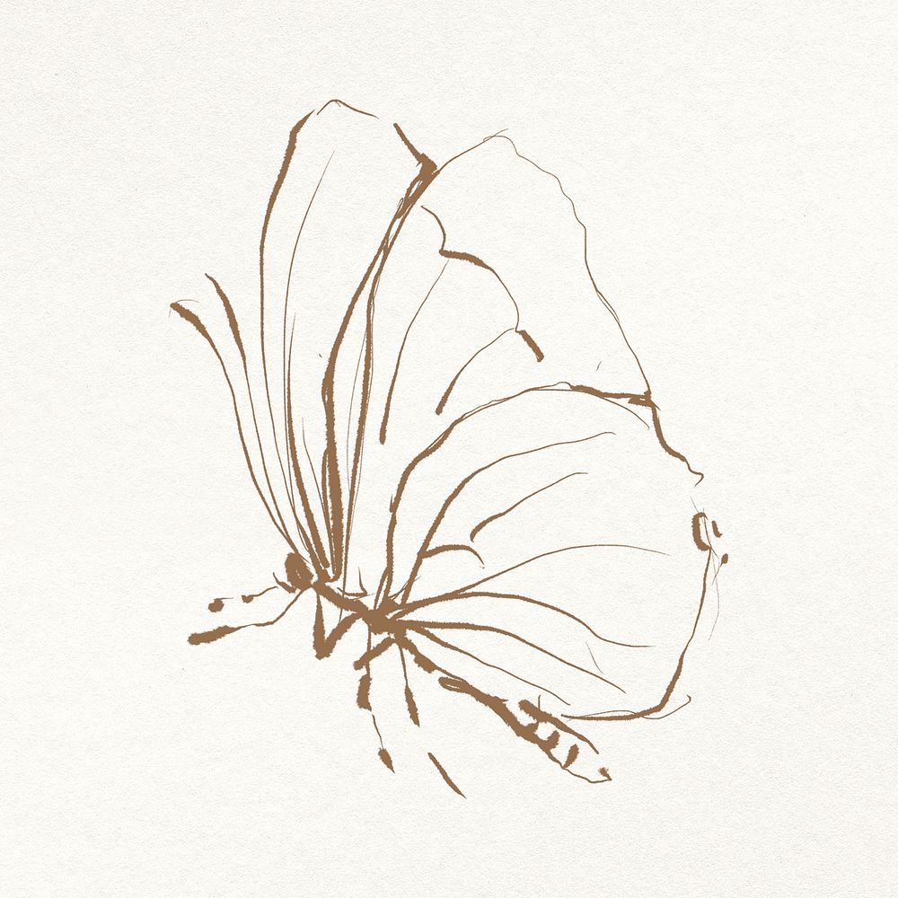 Butterfly line art illustration, remixed from vintage public domain images