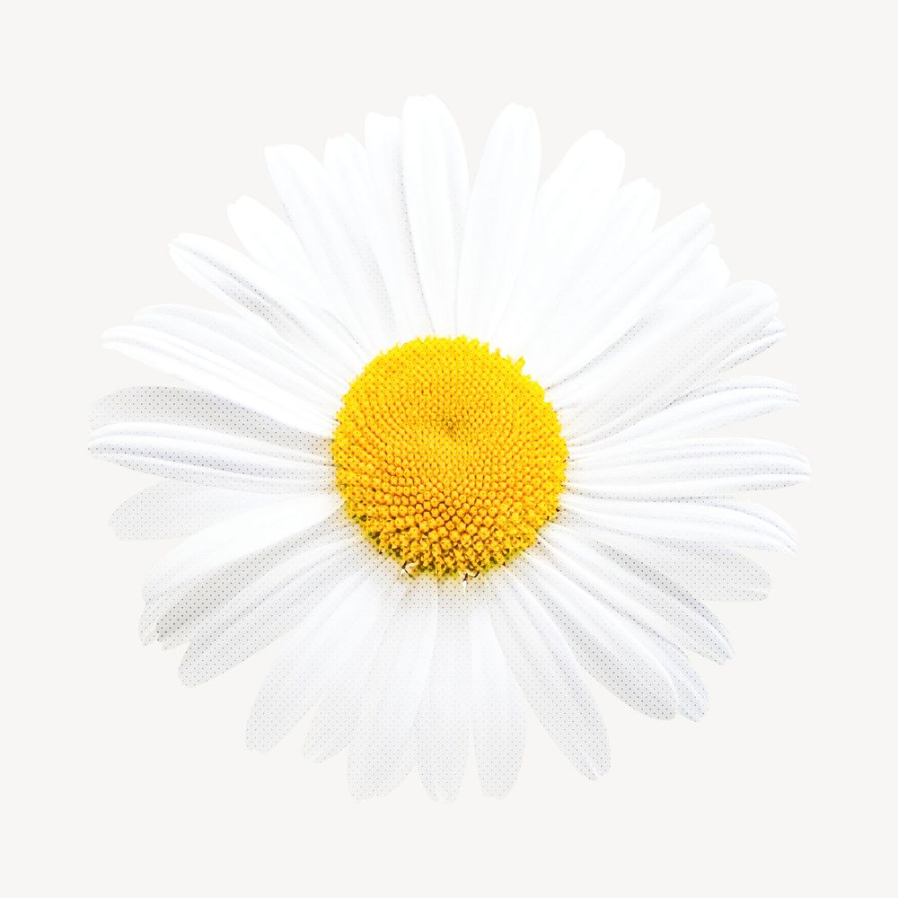 Daisy collage element, white design vector