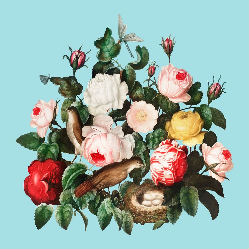 Roses illustration, antique botanical art vector, remix from the artwork of Robert Thornton