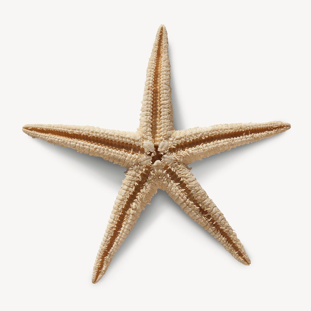 Starfish skeleton sticker, aquatic animal isolated image psd