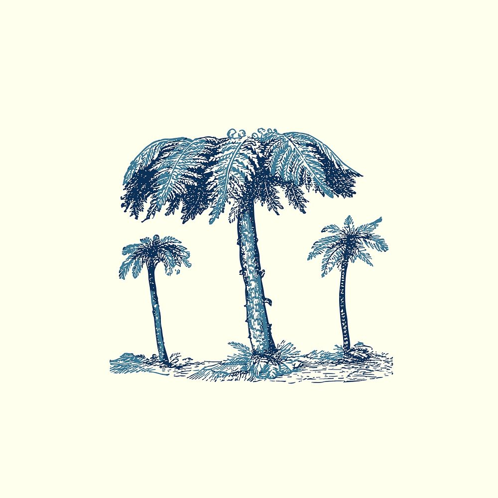 Blue fern tree hand drawn illustration