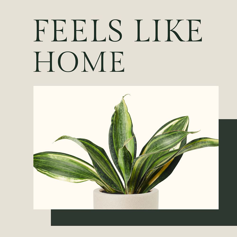 Feels like home inspirational quote minimal plant social media post