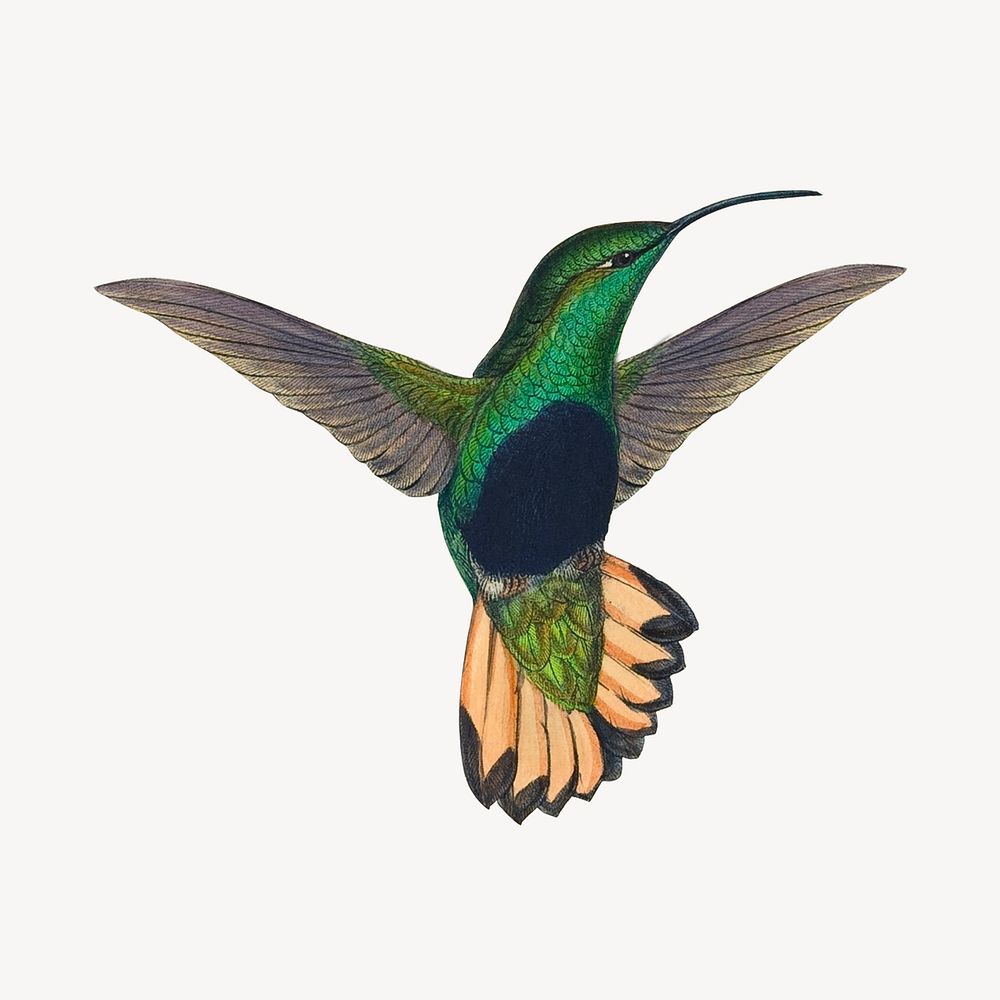 Vintage hummingbird sticker, animal illustration vector