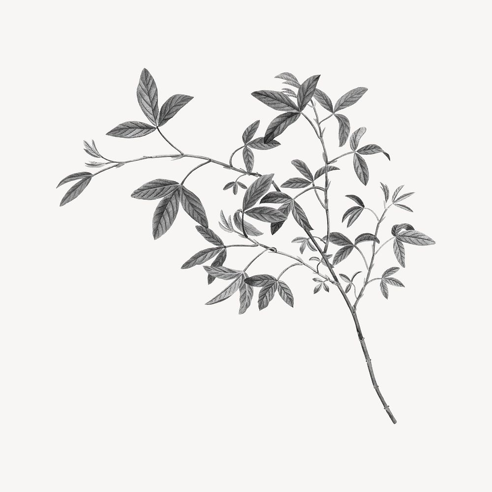Leaf branch sticker, vintage illustration vector
