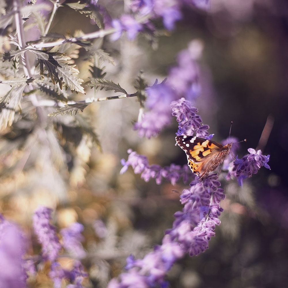 A monarch butterfly sitting on lavender flowers. Original public domain image from Wikimedia Commons