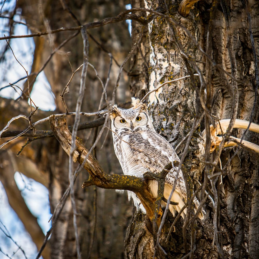 A gray great horned owl perched on gnarled tree branches. Original public domain image from Wikimedia Commons