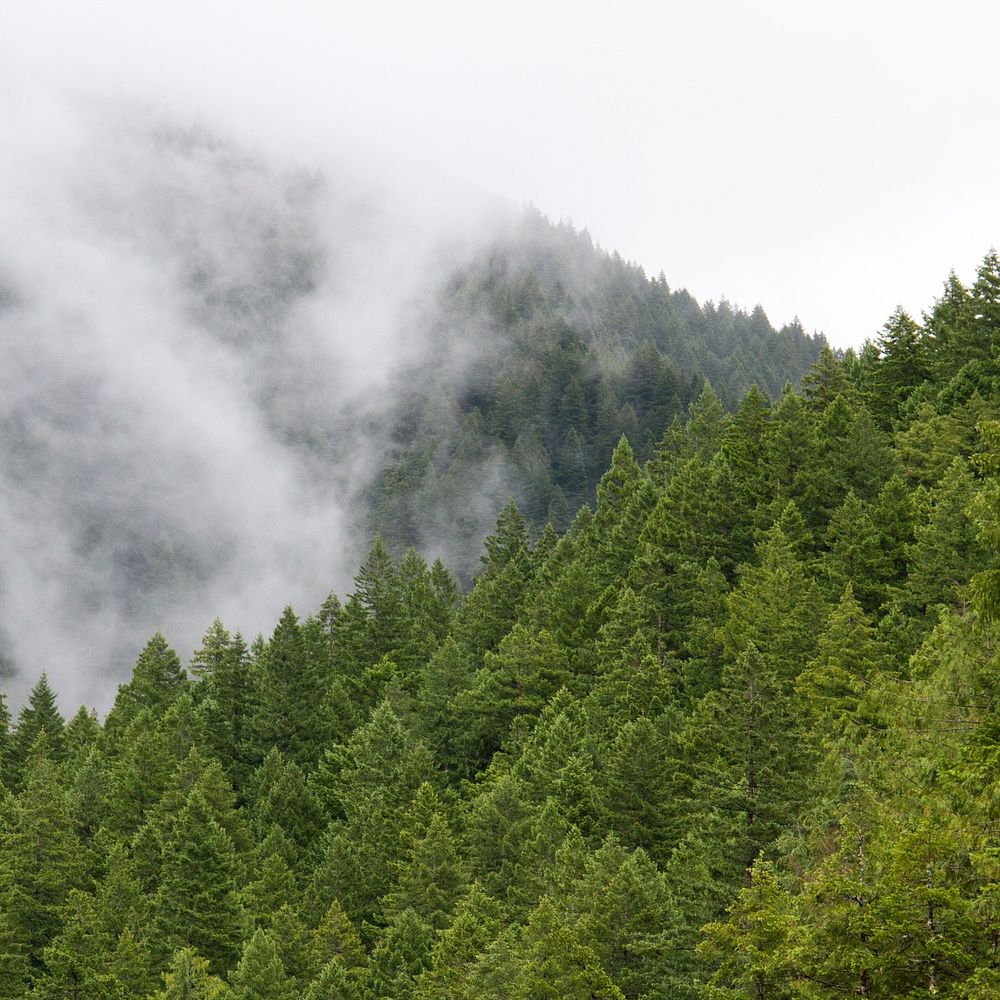 Fog setting on a coniferous forest. Original public domain image from Wikimedia Commons