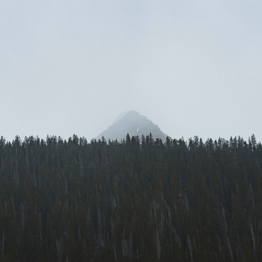 A tall mountain peak shrouded in fog behind a dark forest. Original public domain image from Wikimedia Commons