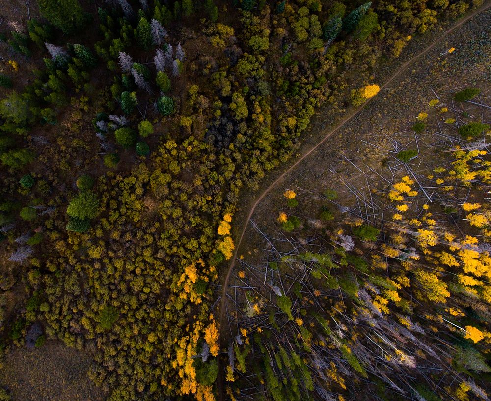 A drone shot of a narrow dirt path near a forest in Silverthorne. Original public domain image from Wikimedia Commons