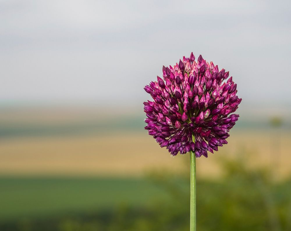 A single purple elephant garlic flower head in close-up. Original public domain image from Wikimedia Commons