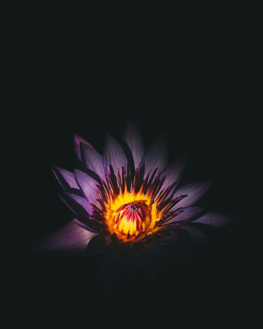 A close-up of a dark purple flower with a yellow center against a black background. Original public domain image from…