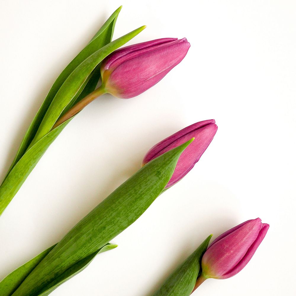 An overhead shot of three purple tulips on a white surface. Original public domain image from Wikimedia Commons