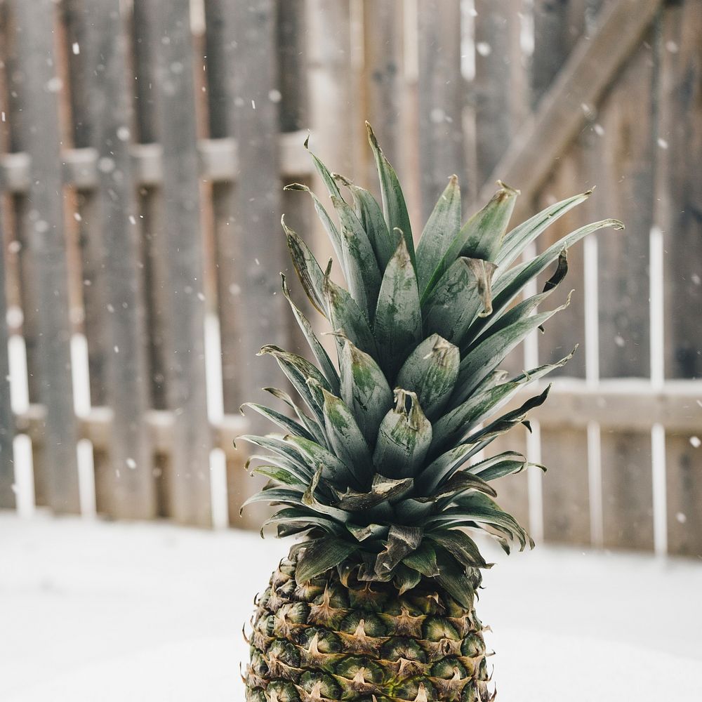 A pineapple on top of snow.. Original public domain image from Wikimedia Commons