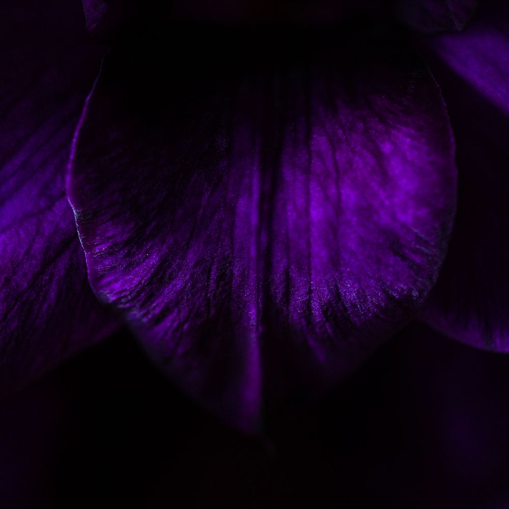 A macro shot of a deep purple petal. Original public domain image from Wikimedia Commons