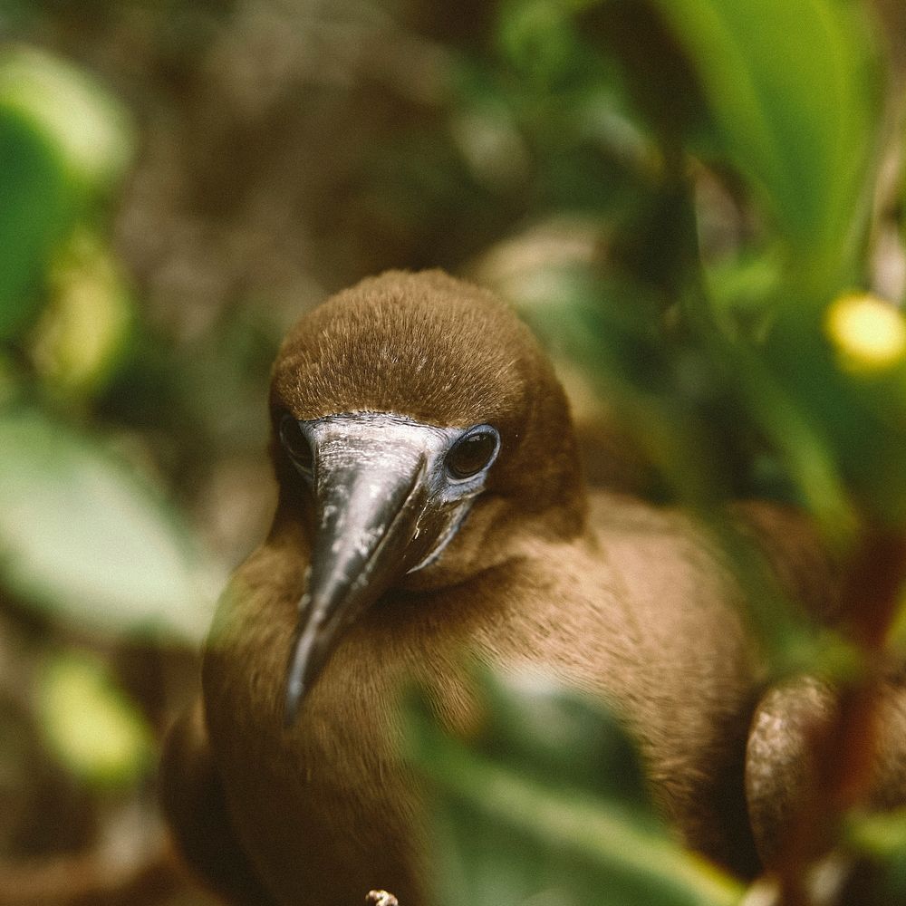 Small brown bird with black beak macro in dense green foliage. Original public domain image from Wikimedia Commons