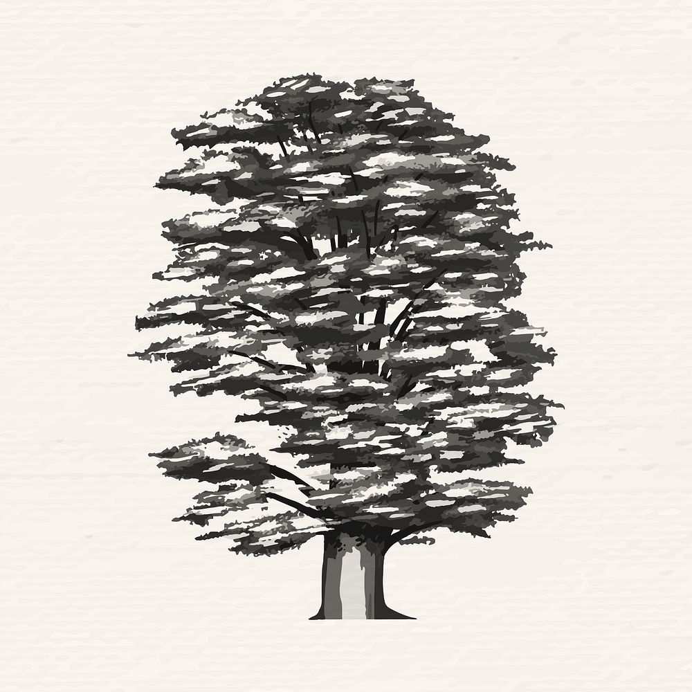 Hand drawn cedar of Lebanon in gray vector
