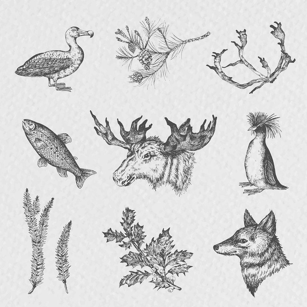 Animal drawing collection social ads template