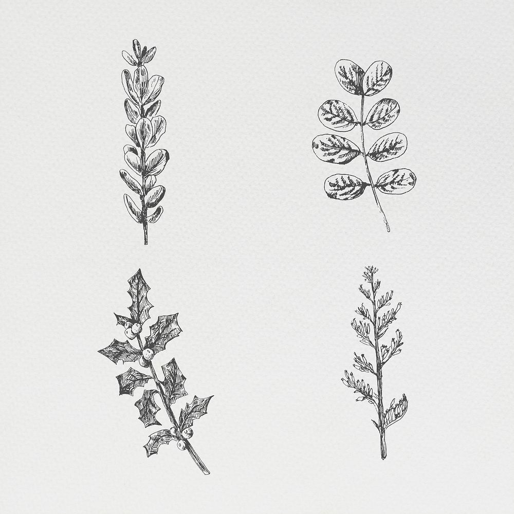 Hand drawn plants collection