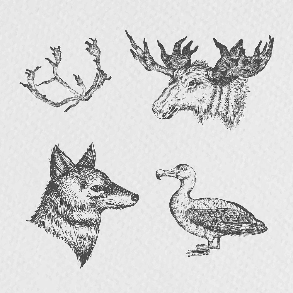 Animal drawing social ads template collection