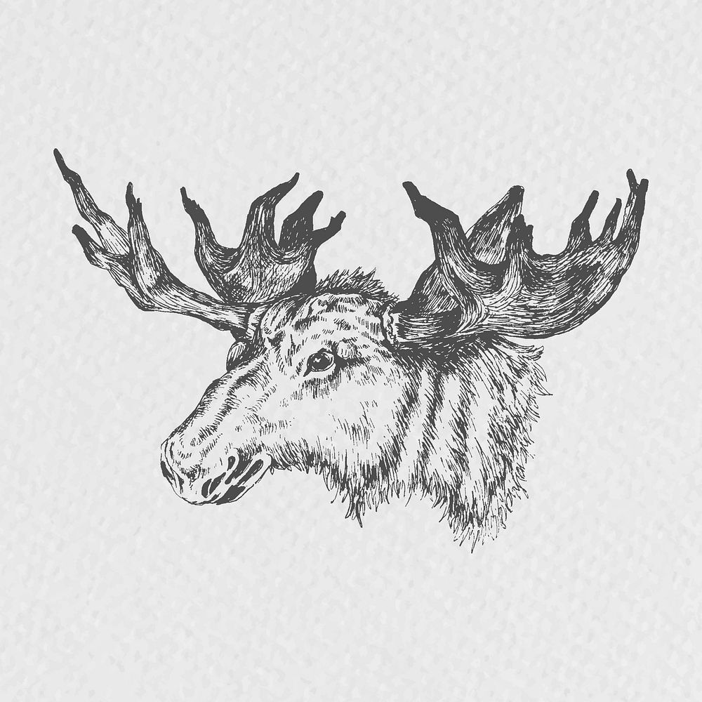 Hand drawn moose head illustration