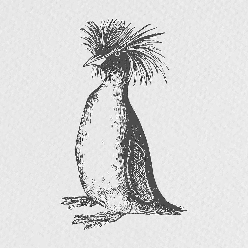 Hand drawn rockhopper penguin illustration