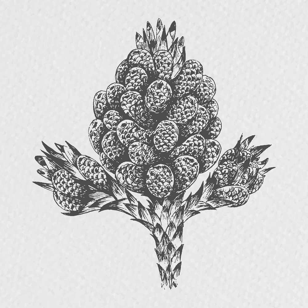 Hand drawn conifer cone element vector