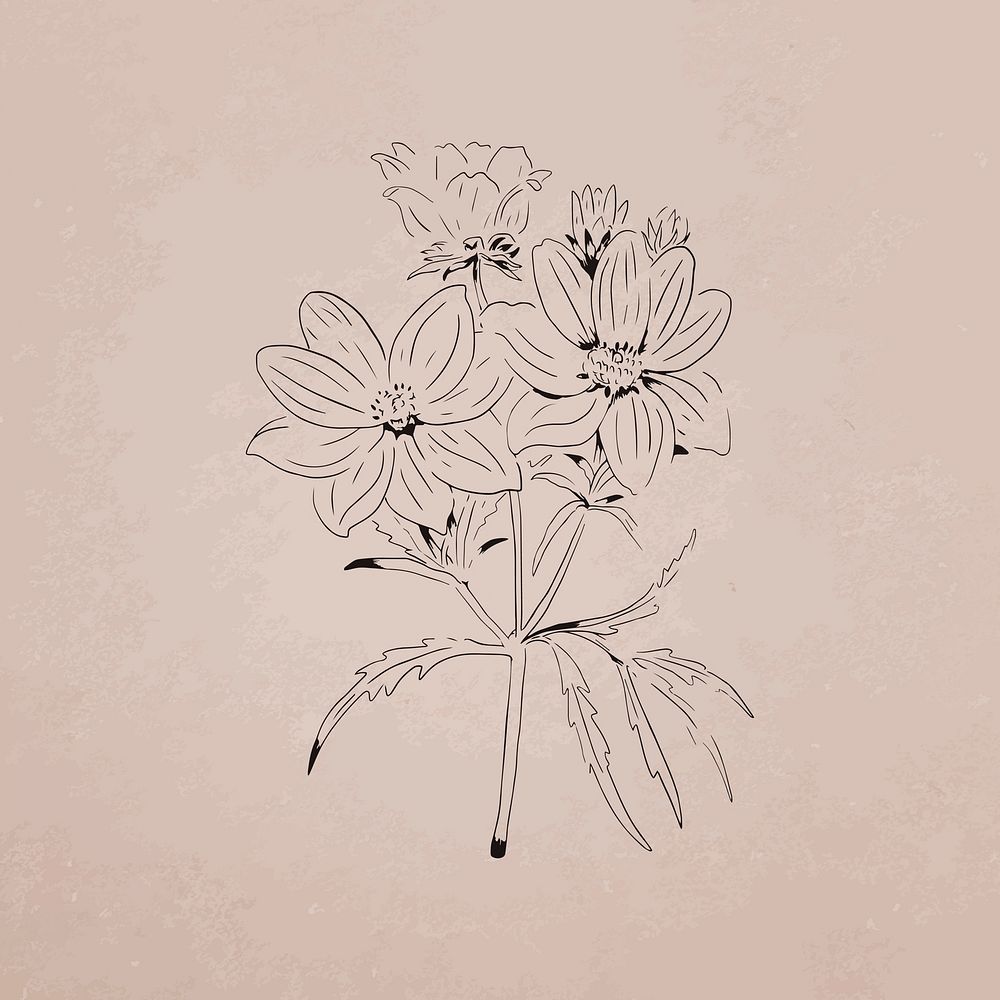 Hand drawn calliopsis flower vector