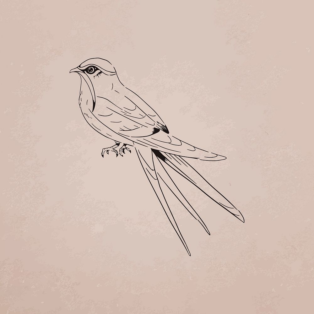 Hand drawn moustached treeswift bird vector