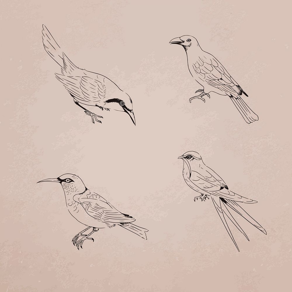 Hand drawn birds collection vector
