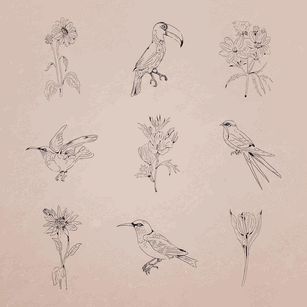 Hand drawn birds and flowers collection vector