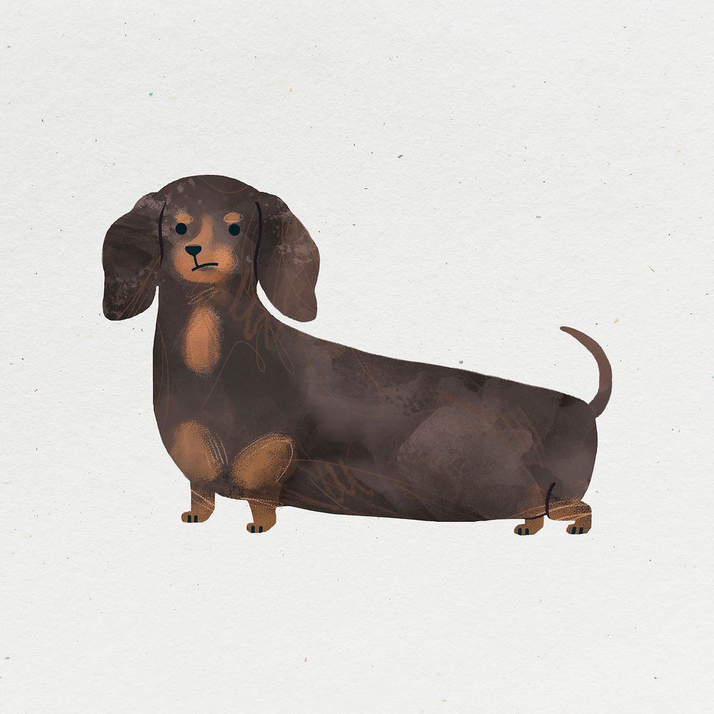Dachshund dog illustration on white background