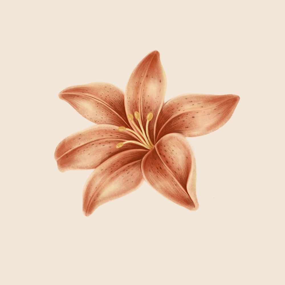 Vintage lily flower illustration mockup