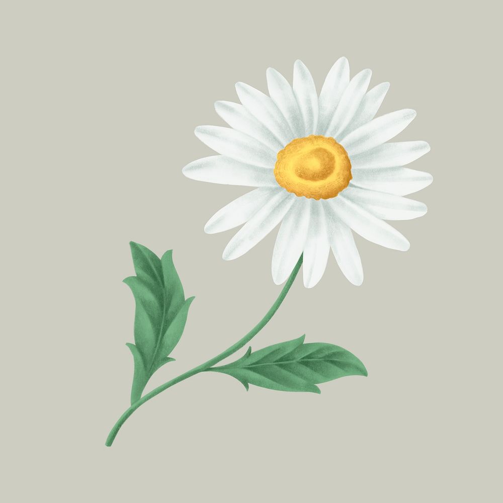 Vintage daisy flower illustration mockup