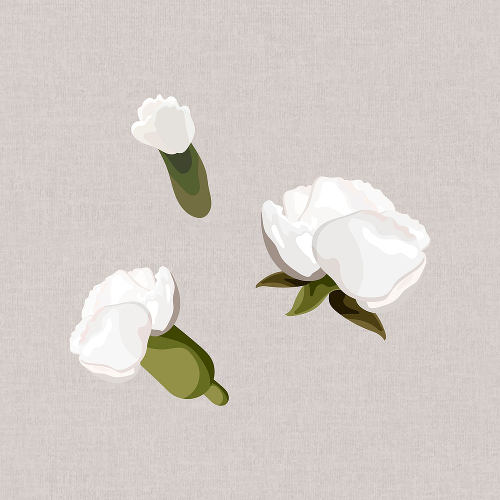 Blossoming white carnation design element collection vector