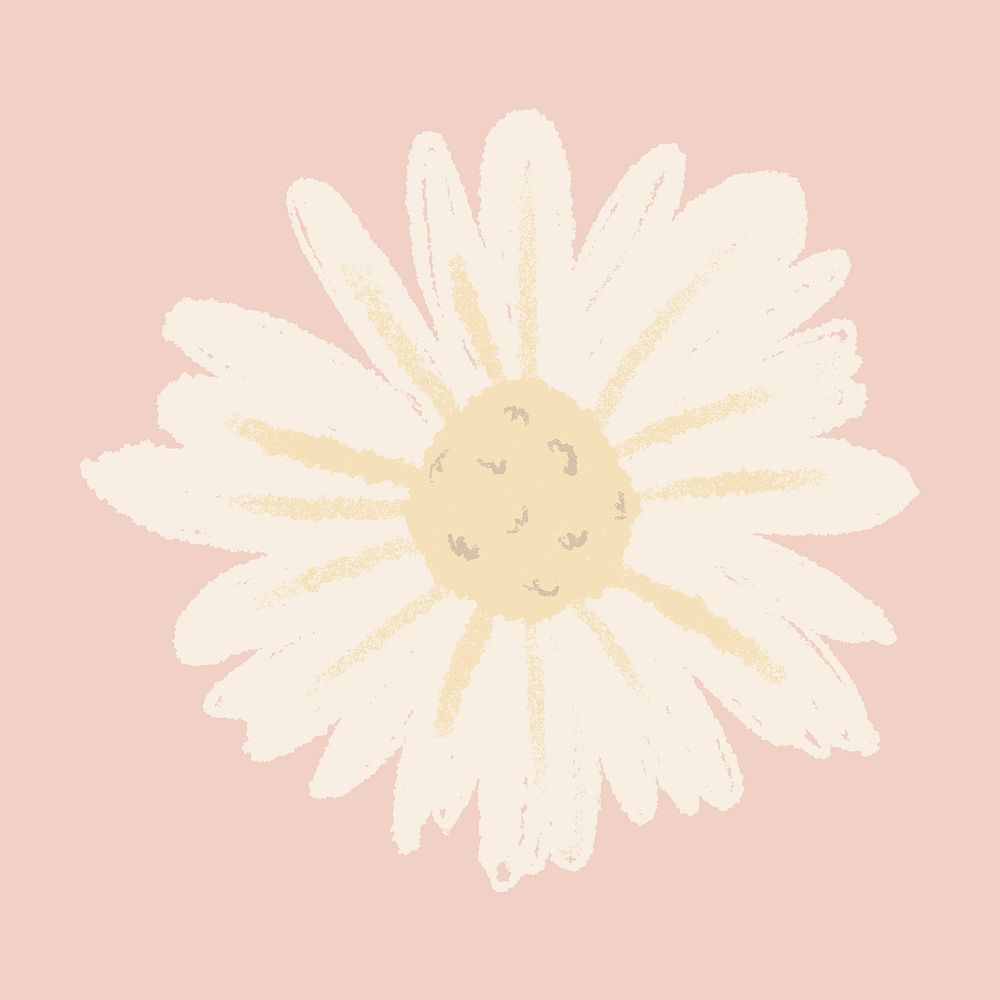 Daisy white flower hand drawn illustration