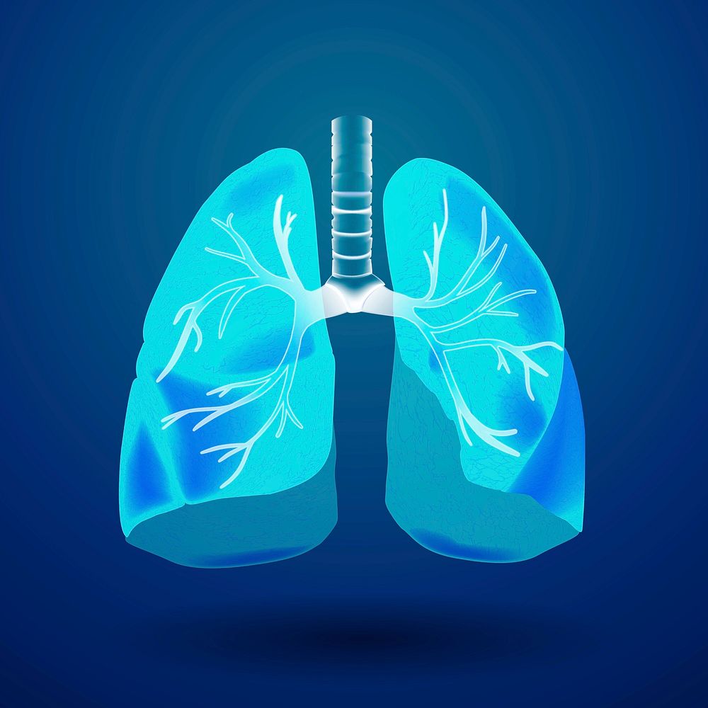 3D Respiratory system, lungs medical graphic in blue