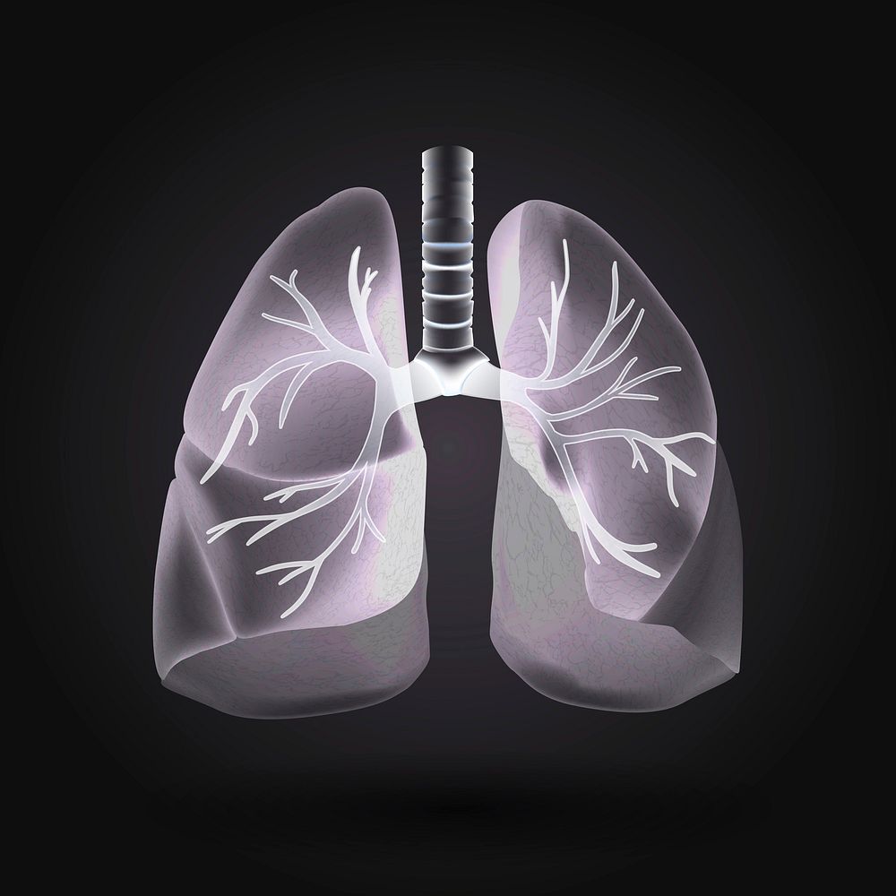 Grayscale human lungs vector anatomy