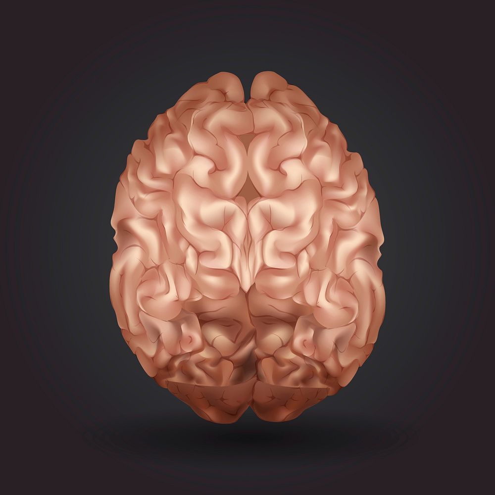 Upper surface of the cerebrum in dark brown