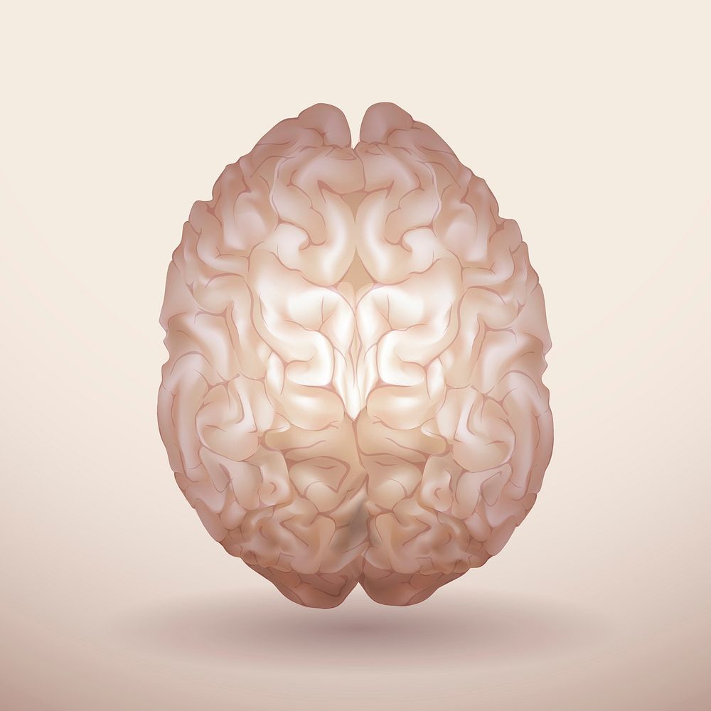 Brown brain illustration vector medical graphic