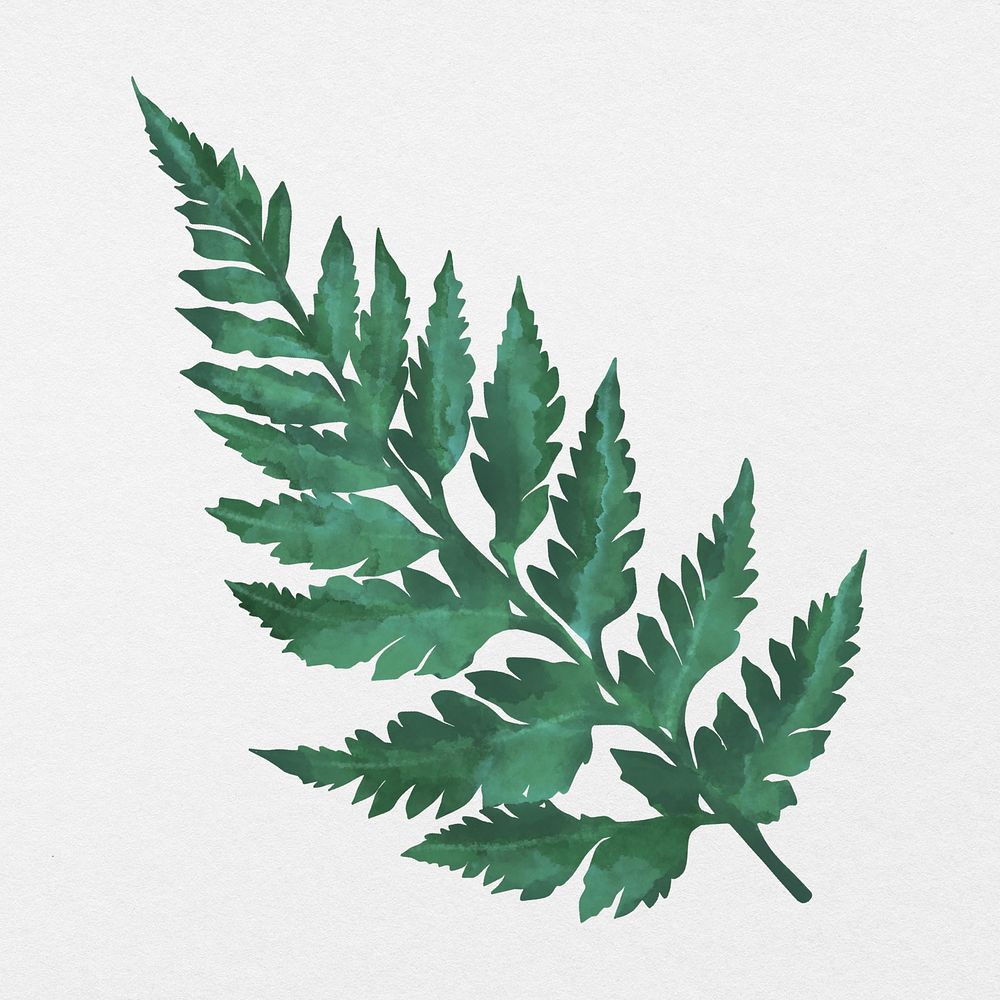 Plant leaf Fern in gray background