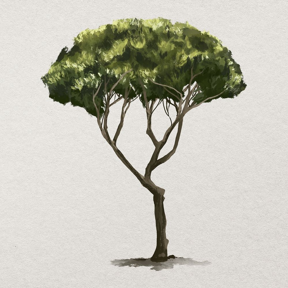 Pinus Pinea tree painting on paper 