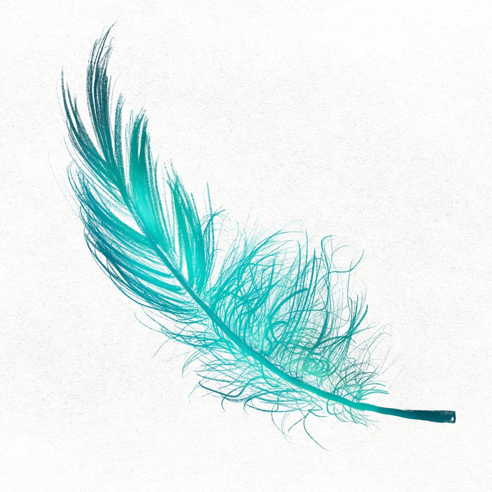 Green feather in white background 